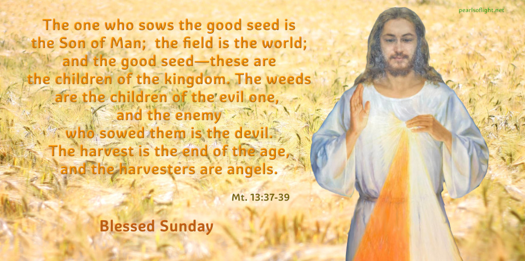 The one who sows the good seed is the Son of Man